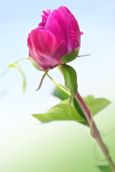 제목이 "FLOWER_17908"인 사진 Michael Vdovin로, 원작, 디지털