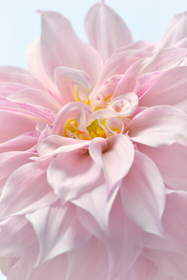 Fotografie getiteld "Flowerissimo_19238" door Michael Vdovin, Origineel Kunstwerk, Digitale fotografie