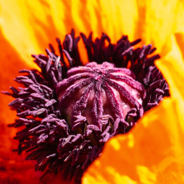 Photography titled "Velours de coquelic…" by Lionel Jean-Marie, Original Artwork, Non Manipulated Photography