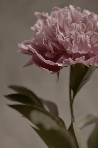 Photography titled "Flowerissimo_16628" by Michael Vdovin, Original Artwork, Digital Photography