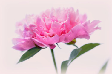 摄影 标题为“Flowerissimo_16230” 由Michael Vdovin, 原创艺术品, 数码摄影