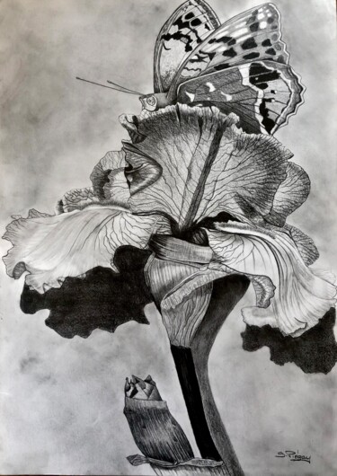 Drawing titled "L’iris" by Sandrine Piegay, Original Artwork, Graphite