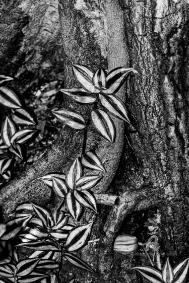 Photographie intitulée "Grimpante" par Michel Babkine, Œuvre d'art originale, Photographie numérique
