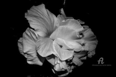 Photographie intitulée "jardin des plantes-2" par Michel Babkine, Œuvre d'art originale, Photographie numérique