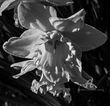 Φωτογραφία με τίτλο "jardin des plantes-3" από Michel Babkine, Αυθεντικά έργα τέχνης, Ψηφιακή φωτογραφία