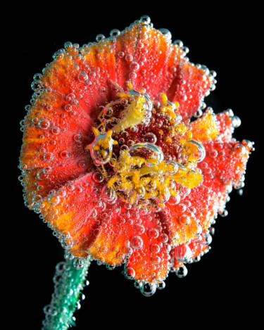 Carbonated Zinnia 3883 Photographie intitulée "Carbonated Zinnia 3…" par Ted Morrison, Œuvre d'art originale, Photographie numérique Monté sur artw…