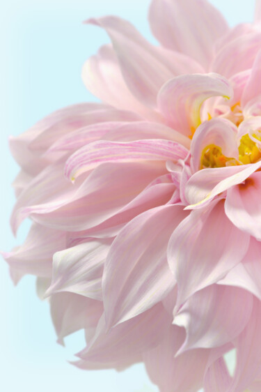 摄影 标题为“Flowerissimo_19237” 由Michael Vdovin, 原创艺术品, 数码摄影