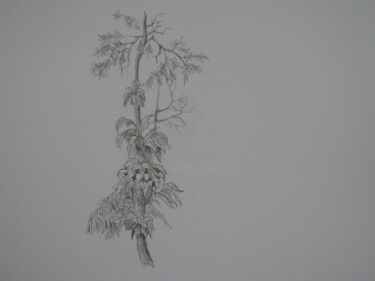 Drawing titled "dessin plante afric…" by Jean-Marc Quilichini, Original Artwork, Pencil