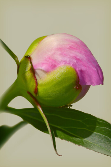 "Flower_14983" başlıklı Fotoğraf Michael Vdovin tarafından, Orijinal sanat, Dijital Fotoğrafçılık
