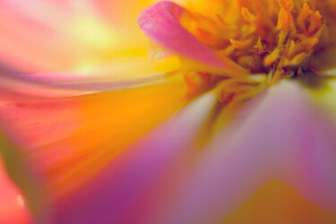 Fotografie getiteld "Flowerissimo_17658" door Michael Vdovin, Origineel Kunstwerk, Digitale fotografie