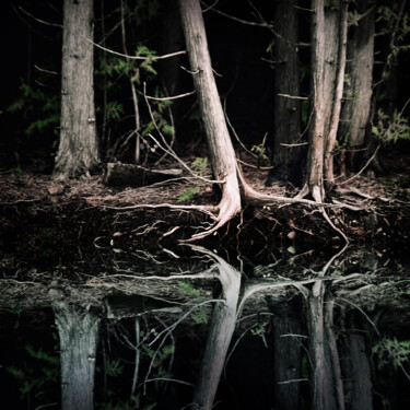 Фотография под названием "Mimetic Cedars 2" - Tobias Sallewsky, Подлинное произведение искусства, Цифровая фотография