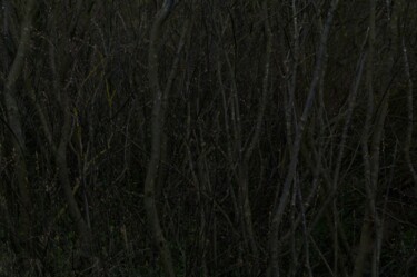 Fotografie mit dem Titel "Hidden Trees" von Junus Aspassi, Original-Kunstwerk, Digitaldruck