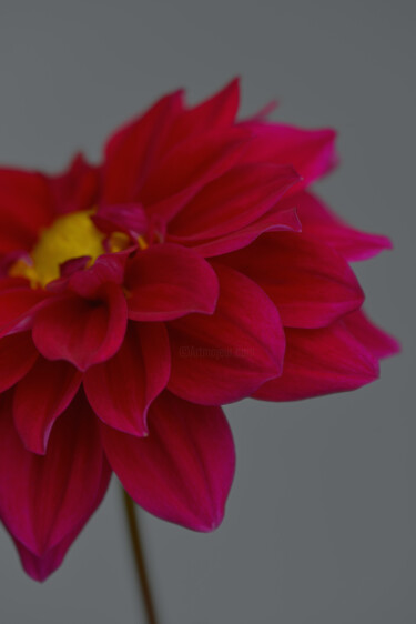 Фотография под названием "Flower_19058" - Michael Vdovin, Подлинное произведение искусства, Цифровая фотография