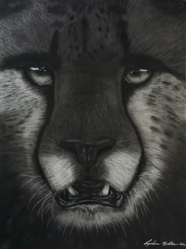 Drawing titled "Cheetah Portrait" by Lynton Bolton, Original Artwork, Charcoal