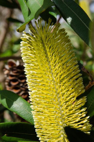 摄影 标题为“Banksia integrifolia” 由Lure_of_the-Wild, 原创艺术品, 数码摄影