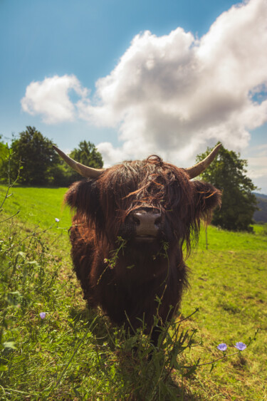 Black highland cow grazing green field sun light 摄影 标题为“Black highland cow…” 由Patrik Lovrin, 原创艺术品, 数码摄影