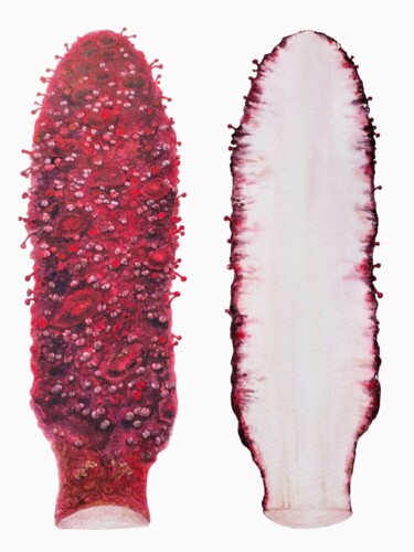 Pintura intitulada "Crimson cynomorph" por Yulia Zhevnova, Obras de arte originais, Aquarela