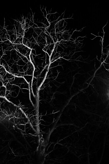 摄影 标题为“tree XXI” 由Zheka Khalétsky, 原创艺术品, 非操纵摄影