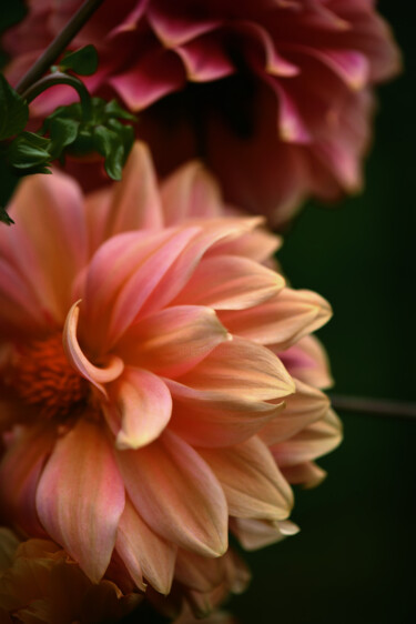 "Flowerissimo_16549" başlıklı Fotoğraf Michael Vdovin tarafından, Orijinal sanat, Dijital Fotoğrafçılık