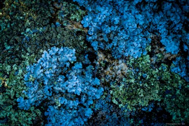 "Mousse 2024-3" başlıklı Fotoğraf Rosalina Vaz tarafından, Orijinal sanat, Dijital Fotoğrafçılık