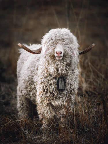 Fotografia intitolato "Le mouton bouclé" da Loïc Cancade, Opera d'arte originale, Fotografia digitale