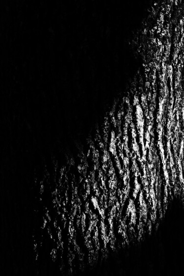 Photographie intitulée "tree XXVII" par Zheka Khalétsky, Œuvre d'art originale, Photographie non manipulée
