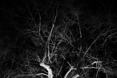 摄影 标题为“tree XXVIII” 由Zheka Khalétsky, 原创艺术品, 非操纵摄影