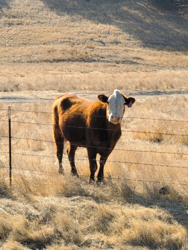 Peinture intitulée "Moo" par Troy Wilson-Ripsom, Œuvre d'art originale, Photographie numérique