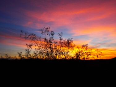 Photography titled "Desert Sunrise Bush" by Troy Wilson-Ripsom, Original Artwork, Digital Photography