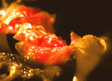 Photography titled "Nature Abstract Flo…" by Alfonso García, Original Artwork, Digital Photography