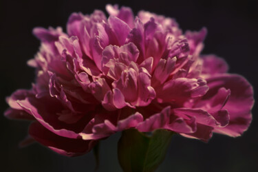"Flowerissimo_16617" başlıklı Fotoğraf Michael Vdovin tarafından, Orijinal sanat, Dijital Fotoğrafçılık