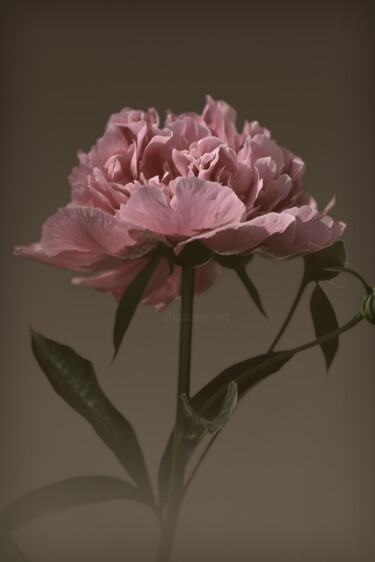 Fotografie getiteld "Flowerissimo_14550" door Michael Vdovin, Origineel Kunstwerk, Digitale fotografie