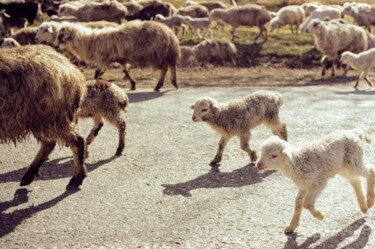 Lambs 摄影 标题为“Lambs” 由Nana Chkhikvadze, 原创艺术品, 电影摄影