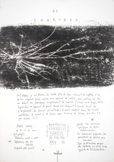 Drawing titled "ASPHODELUS RAMOSUS" by Gaele Flao, Original Artwork, Charcoal Mounted on Wood Panel