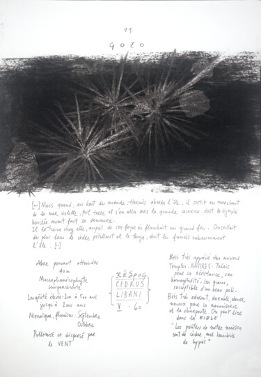 Dessin intitulée "CEDRUS LIBANI" par Gaele Flao, Œuvre d'art originale, Fusain Monté sur Panneau de bois