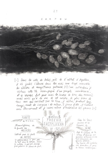 Dessin intitulée "PHOENIX DACTYLIFERA" par Gaele Flao, Œuvre d'art originale, Fusain Monté sur Panneau de bois