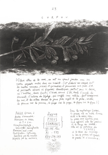 Dessin intitulée "PYRUS COMMUNIS" par Gaele Flao, Œuvre d'art originale, Fusain Monté sur Panneau de bois