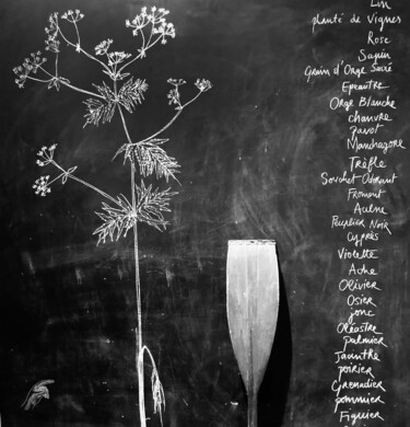 Dessin intitulée "40 essences de l'Od…" par Gaele Flao, Œuvre d'art originale, Craie