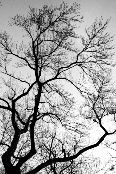 摄影 标题为“tree XLI” 由Zheka Khalétsky, 原创艺术品, 非操纵摄影