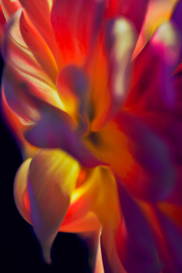 Fotografie getiteld "Flowerissimo_17674" door Michael Vdovin, Origineel Kunstwerk, Digitale fotografie