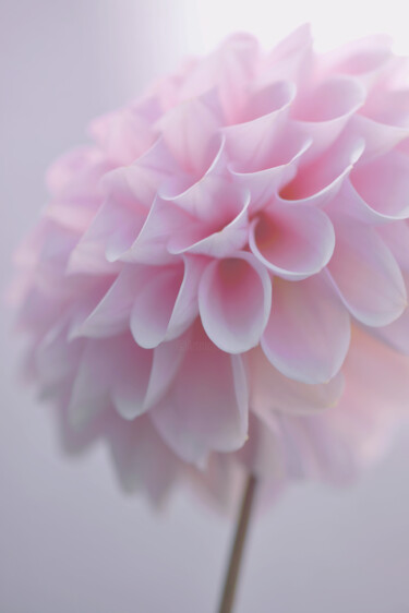 摄影 标题为“Flower_17270” 由Michael Vdovin, 原创艺术品, 数码摄影