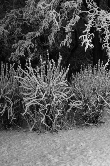 摄影 标题为“park composition IV” 由Zheka Khalétsky, 原创艺术品, 非操纵摄影