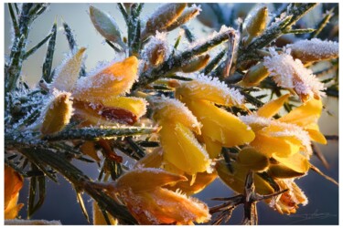 "Fleurs d'or, crista…" başlıklı Fotoğraf Alexis Delagnier tarafından, Orijinal sanat, Dijital Fotoğrafçılık Ahşap Sedye çerç…