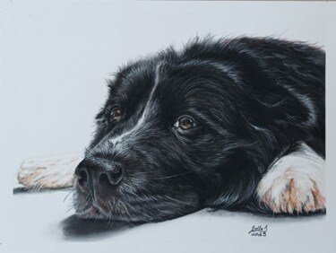Eiden Border Collie Dessin intitulée "Eiden Border Collie" par Ignazio Zollo, Œuvre d'art originale, Pastel