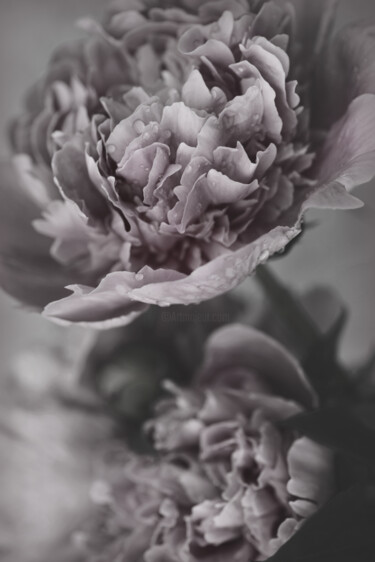 摄影 标题为“Flowerissimo_15863” 由Michael Vdovin, 原创艺术品, 数码摄影