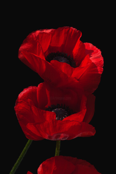 "Flowerissimo_14748" başlıklı Fotoğraf Michael Vdovin tarafından, Orijinal sanat, Dijital Fotoğrafçılık