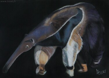 Le Tamanoir Painting titled "Le Tamanoir" by Catherine Costet (Lccat), Original Artwork, Pastel