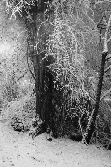 摄影 标题为“park composition XII” 由Zheka Khalétsky, 原创艺术品, 非操纵摄影
