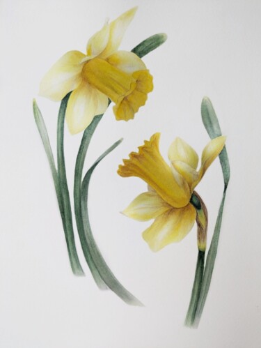 Painting titled "Sunny daffodils" by Yulia Zhevnova, Original Artwork, Watercolor