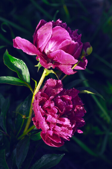 摄影 标题为“Flowerissimo_18793” 由Michael Vdovin, 原创艺术品, 数码摄影
